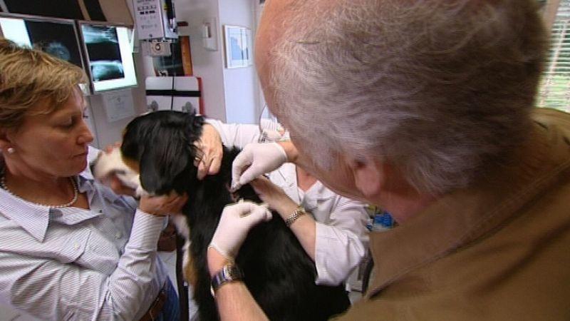 Hautpilz beim Hund Hautpilz beim Hund
