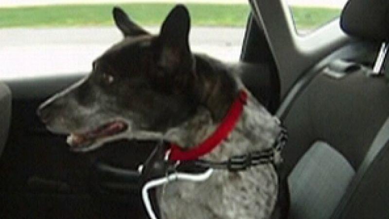 Reisen mit Hund: Anschnallsysteme für das Auto Reisen mit Hund: Anschnallsysteme für das Auto