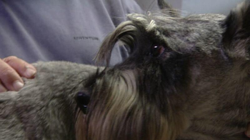 Tumor beim Hund Tumor beim Hund