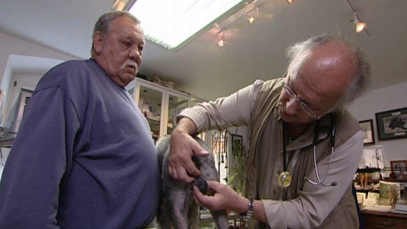 Tumor beim Hund Tumor beim Hund