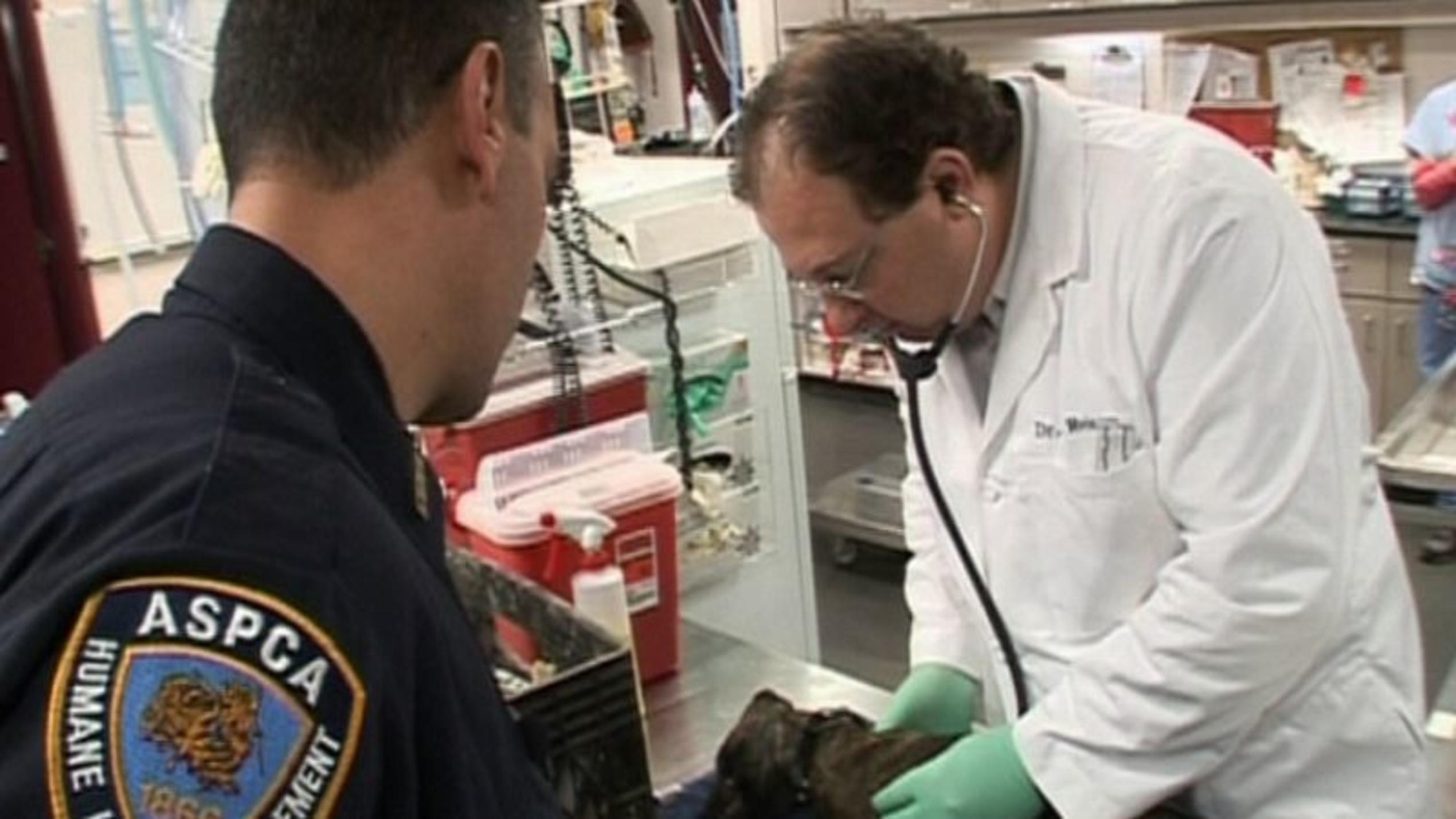 Animal Cops - Teil 2 Animal Cops - die Tierschutzpolizei ASPCA im Einsatz. Foto: VOX/VP