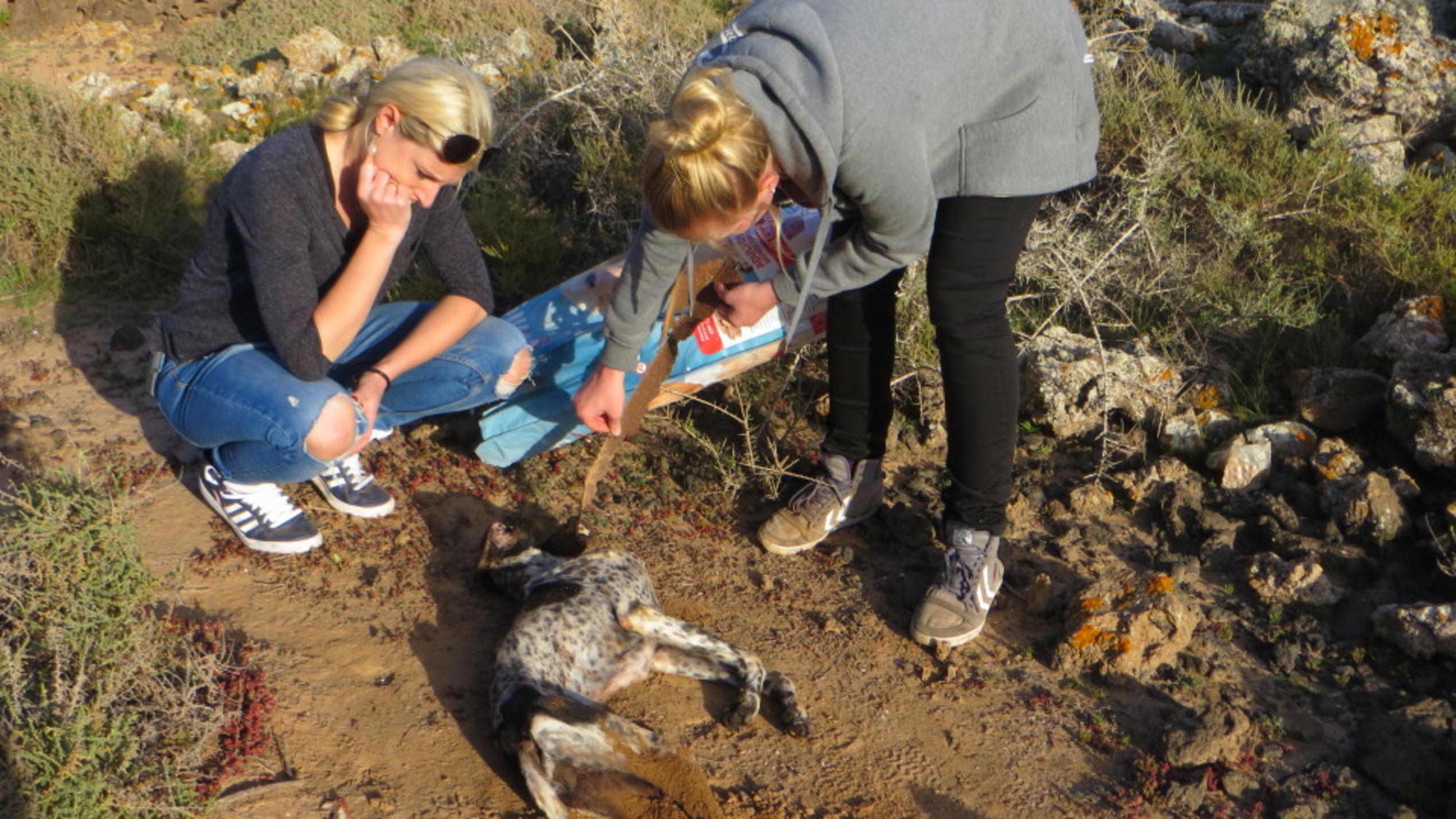 hundkatzemaus: Tierschützer auf Fuerteventura machen eine schlimme Entdeckung "hundkatzemaus" begleitet Tierschützer auf Fuerteventura