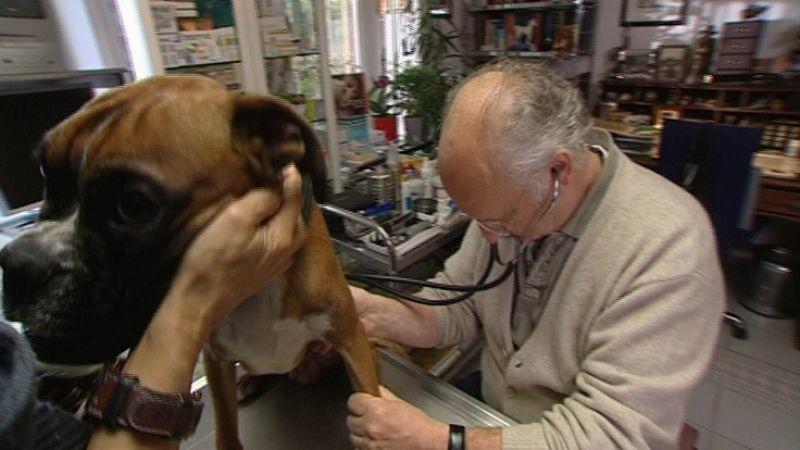Hund mit Herzfehler Hund mit Herzfehler
