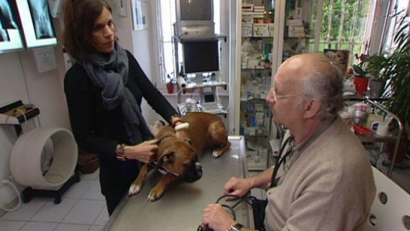 Hund mit Herzfehler Hund mit Herzfehler