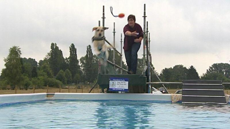 Dog Diving Dog Diving