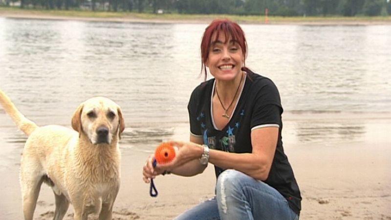 Dog Diving Dog Diving
