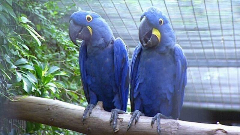 Spix-Aras im Loro Parque Spix-Aras im Loro Parque