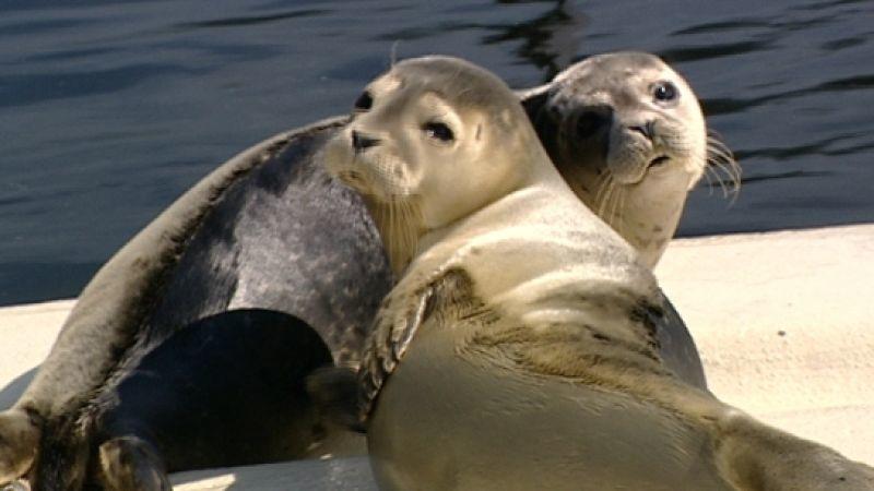 Heulerstation Norddeich Seehunde in der Seehundstation Norddeich. Foto: VOX/VP
