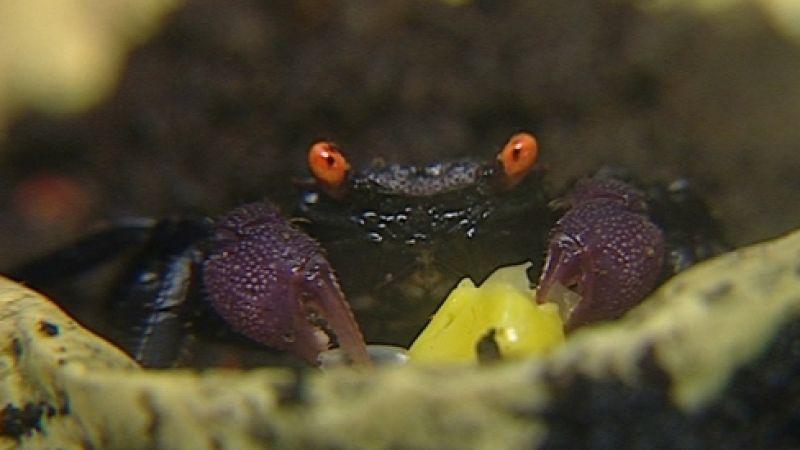Krabben und Garnelen Vampirkrabbe. Foto: VOX/VP