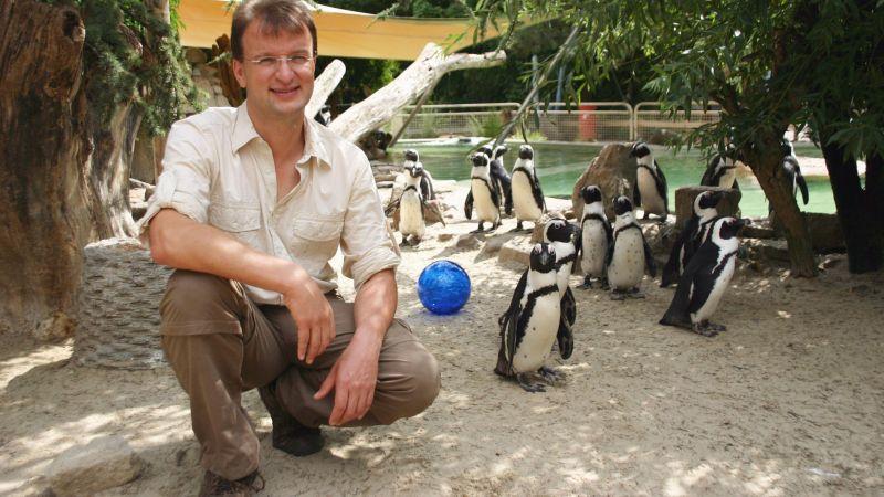 Pinguine im Zoo Münster Matthias Reinschmidt mit Brillenpinguinen im Allwetterzoo Münster. Foto: VOX/DOCMA/Dr. Gerald Krakauer