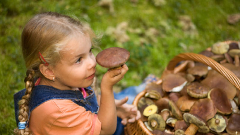 "Das Fleisch des Waldes" "Das Fleisch des Waldes"