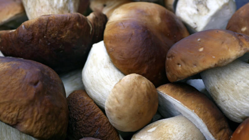 Leckere Pilzsorten Steinpilze