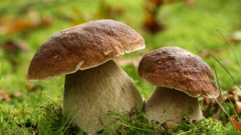 Schlechtes Wetter freut Pilzsammler Schlechtes Wetter freut Pilzsammler
