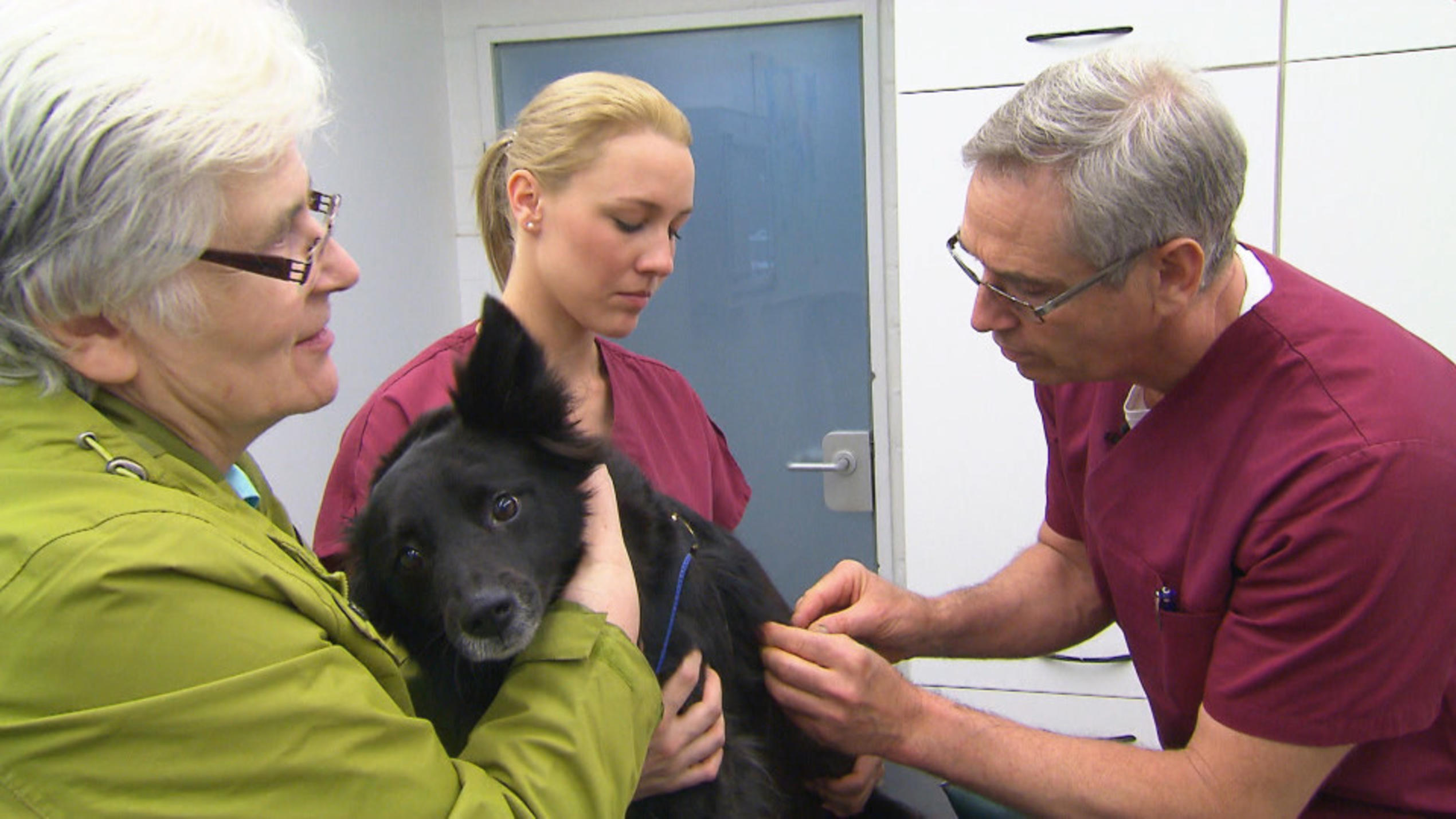 hundkatzemaus: Notfall in der Tierklinik Isernhagen hundkatzemaus: Tierklinik Isernhagen