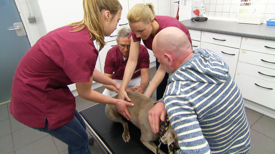 hundkatzemaus: Hündin Elsa wird in der Tierklinik Isernhagen zur Problempatientin Tierklinik Isernhagen: Problempatientin Elsa