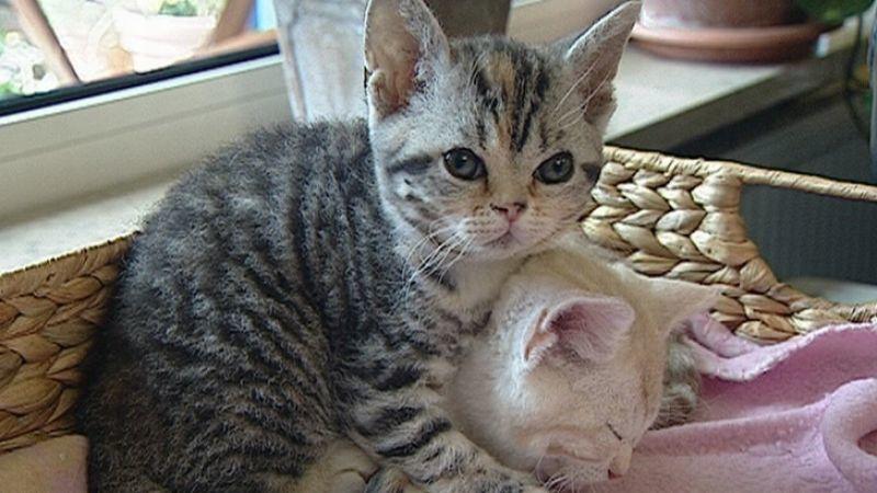Drahthaarkatzen Drahthaarkatzen