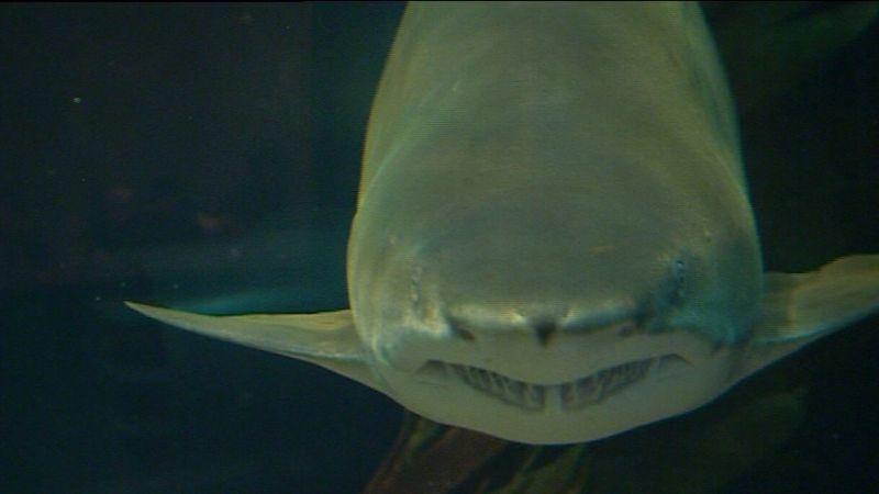 Hai-Schalte via Webcam Hai im Loro Parque auf Teneriffa. Foto: VOX/VP