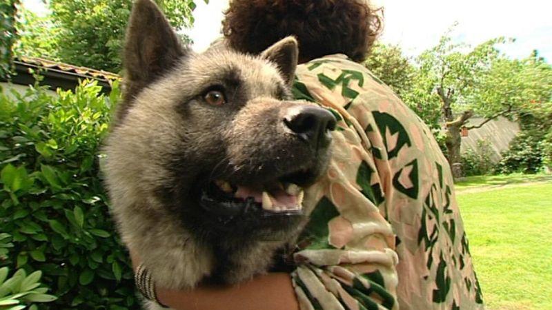 Ausfluss bei Hunden Foo Dog - Chinesischer Glückshund. Foto: VOX/VP