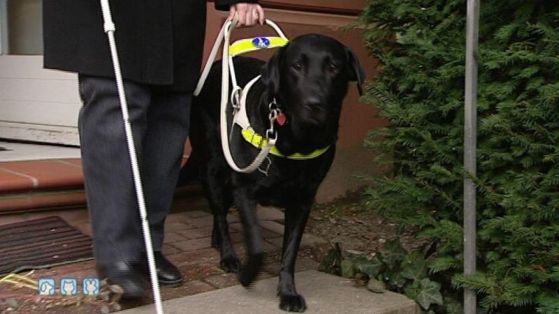 Hüftdysplasie Blindenführhund. Foto: VOX/VP