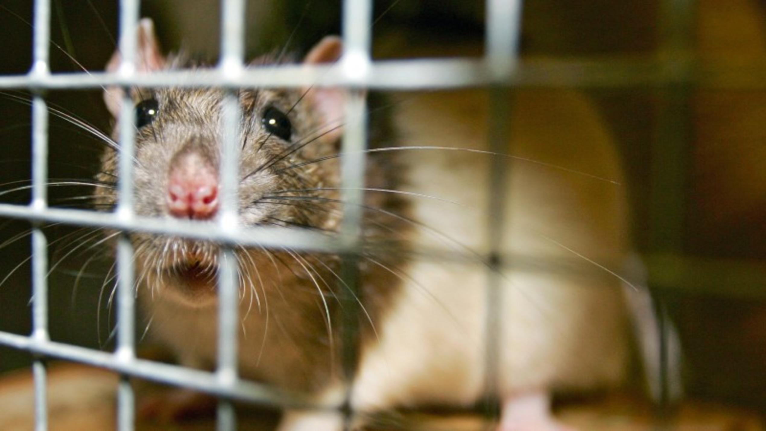 Zahl der Tierversuche wieder gestiegen! Zahl der Tierversuche wieder gestiegen!