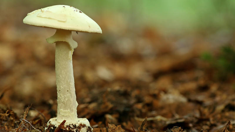 Pilze nur frisch ein Genuß Pilze nur frisch ein Genuß