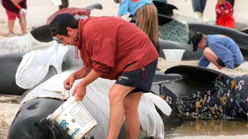 Massenstrandung: Mindestens 50 Wale tot Massenstrandung: Mindestens 50 Wale tot