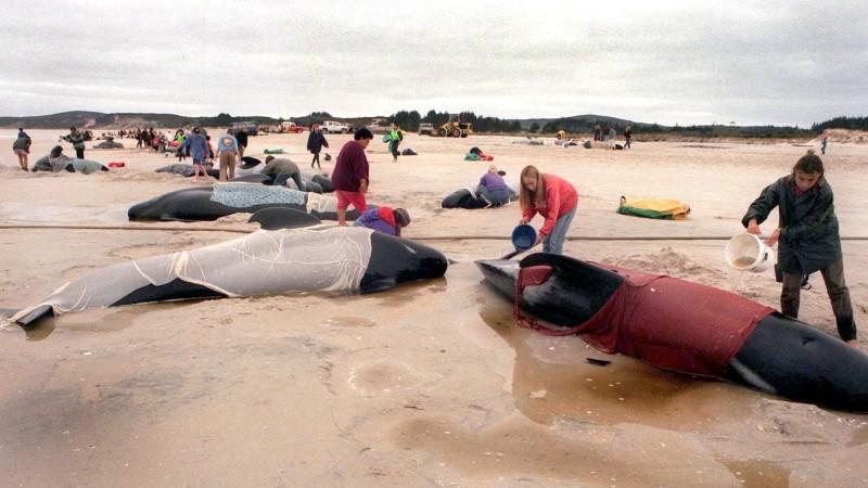 Massenstrandung: Mindestens 50 Wale tot Massenstrandung: Mindestens 50 Wale tot