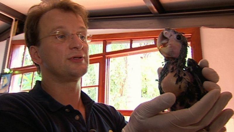 Teneriffa - Loro Parque Dr. Matthias Reinschmidt mit jungem Papagei im Loro Parque auf Teneriffa. Foto: VOX/VP