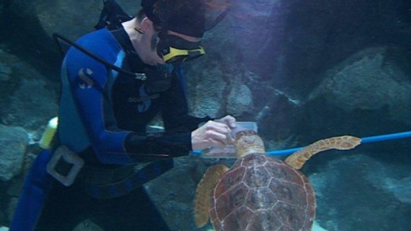 Teneriffa - Loro Parque Taucher füttert Schildkröte im Loro Parque auf Teneriffa. Foto: VOX/VP