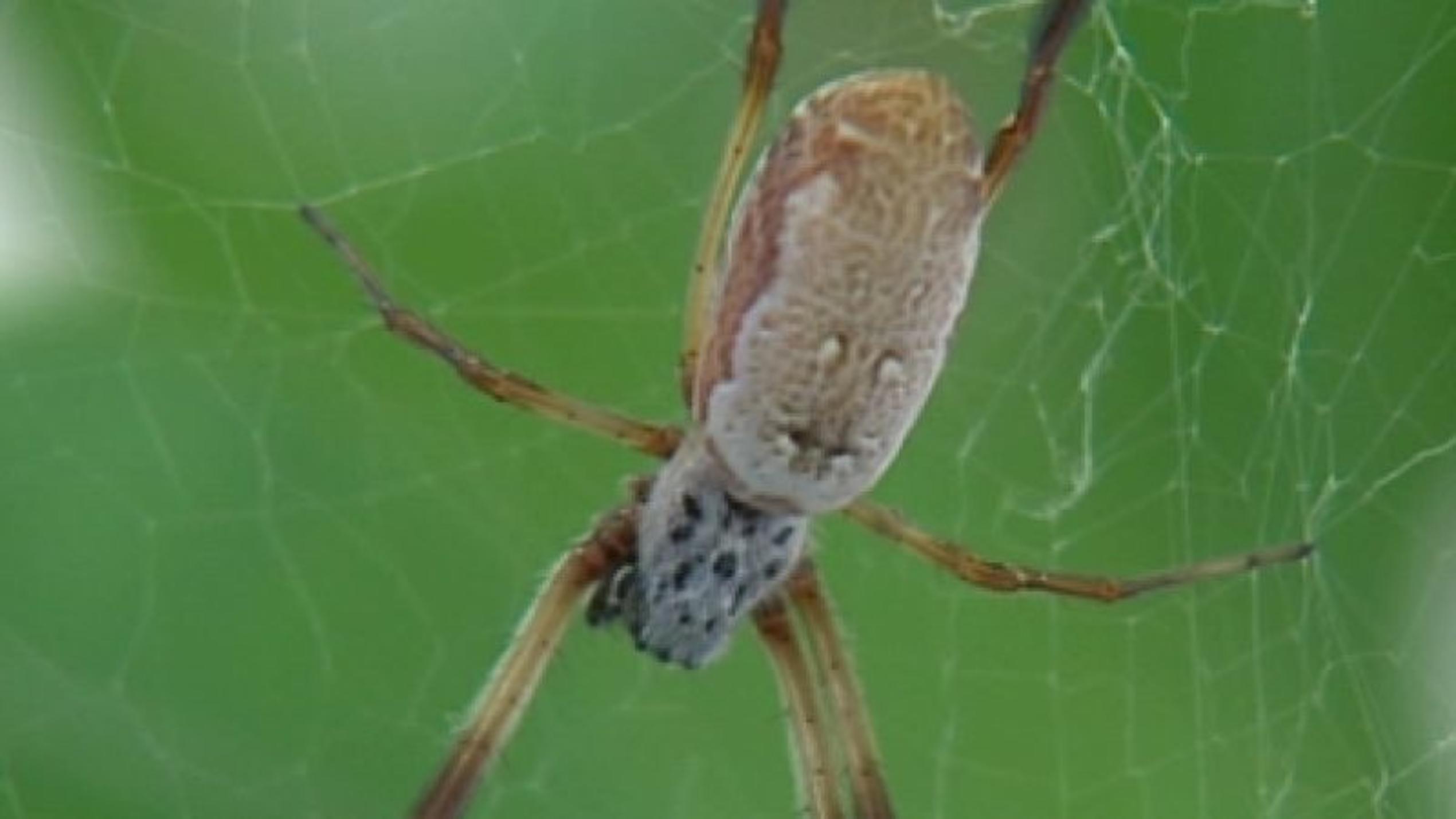 Spinnenseide in der Medizin? Nephila-Spinne. Foto: VOX/VP