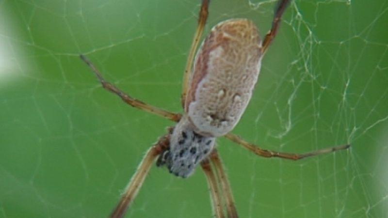 Spinnenseide in der Medizin? Nephila-Spinne. Foto: VOX/VP