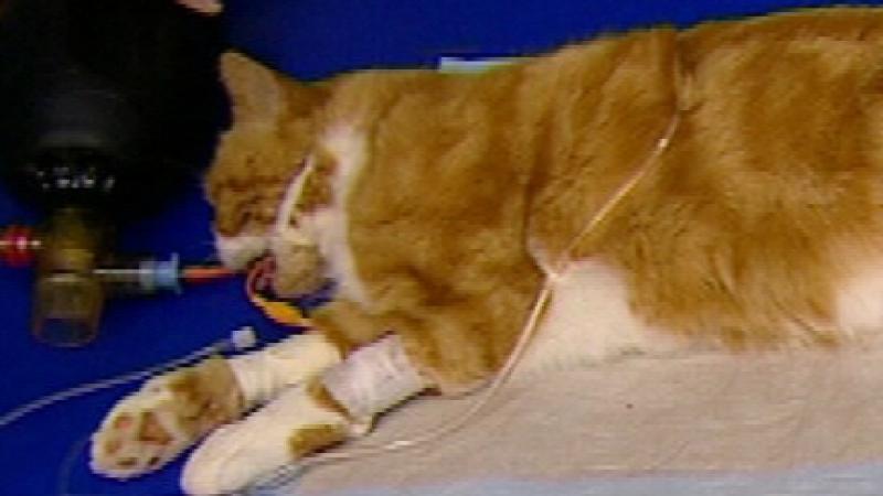 Tierklinik Lüneburg Kater Nilix (Foto: VOX/VP)
