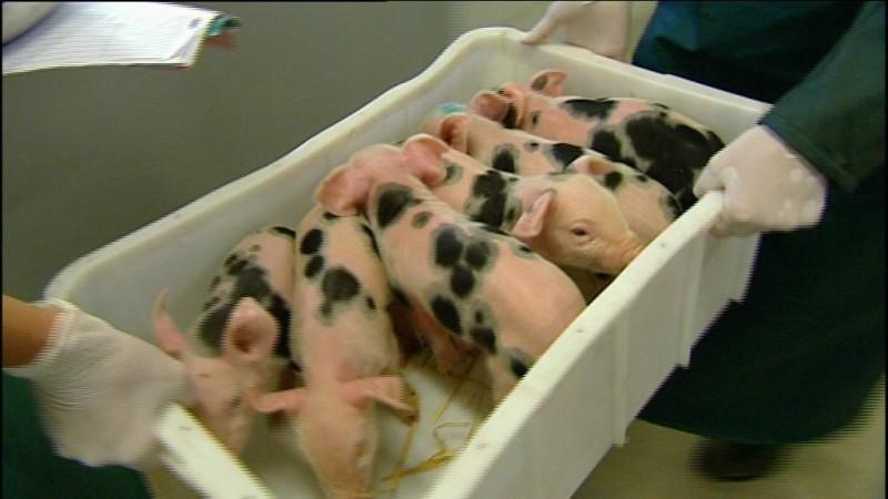 Klinik für Geburtshilfe Gießen Emilys Ferkel (Foto: VOX/VP)