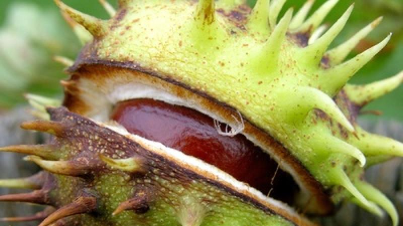 Esskastanien Herbstfrucht Esskastanie