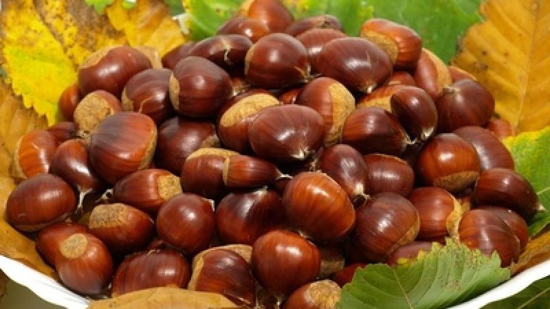 Herbstfrucht Esskastanie