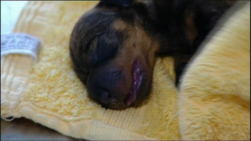 Tierklinik Rostock (Foto: VOX/VP)
