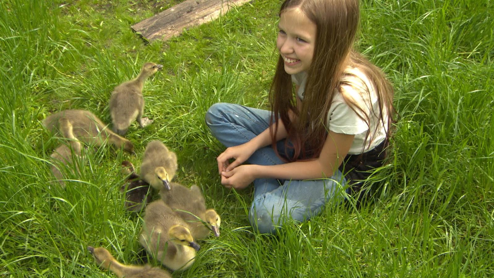hundkatzemaus: Familie Fußbahn muss sich manchmal von tierischen Schützlingen verabschieden Nehle Fußbahn mit ihren Gänseküken