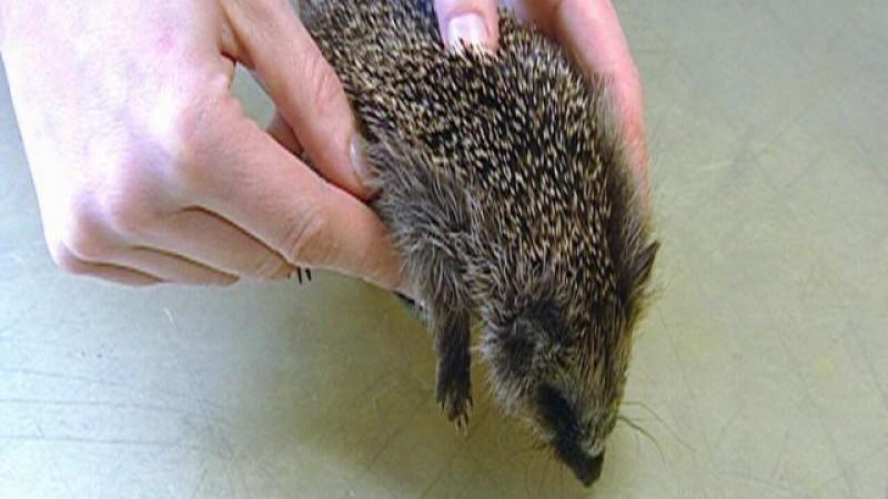 Tierklinik Lüneburg (Foto: VOX/VP)