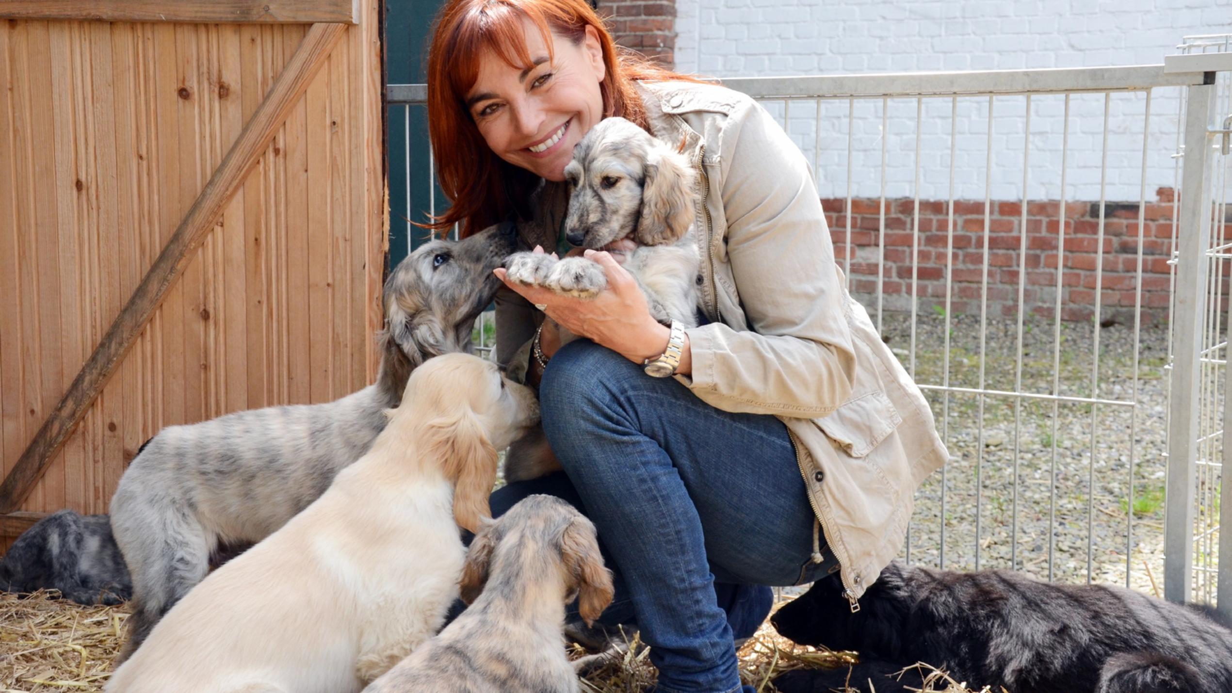 hundkatzemaus: Windhunde im Rasseportrait hundkatzemaus-Reporterin Diana Eichhorn - vor neun Wochen sind in Niedersachsen zehn Afghanen-Welpen zur Welt gekommen!
