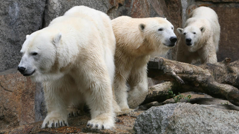 Eisbär Knut hat Stress mit Weibchen Eisbär Knut hat Stress mit Weibchen
