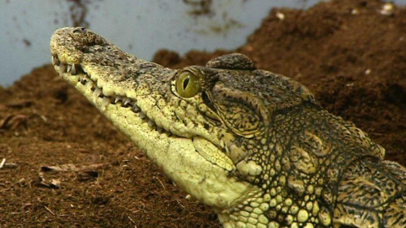 Nilkrokodile im Flieger Kopf eines Nilkrokodils. Foto: VOX/VP