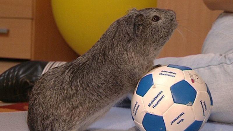 Clickertraining Meerschweinchen mit Fußball. Foto: VOX/VP