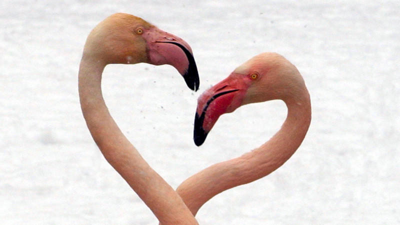 Make Up für Flamingos Make Up für Flamingos