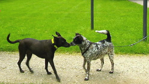 Der V.I.P. Hundeprofi: Martin Rütter hilft Götz Otto bei der Hundeerziehung Der V.I.P. Hundeprofi: Götz Ottos Hündin Lotte mit einem anderen Hund im Park.