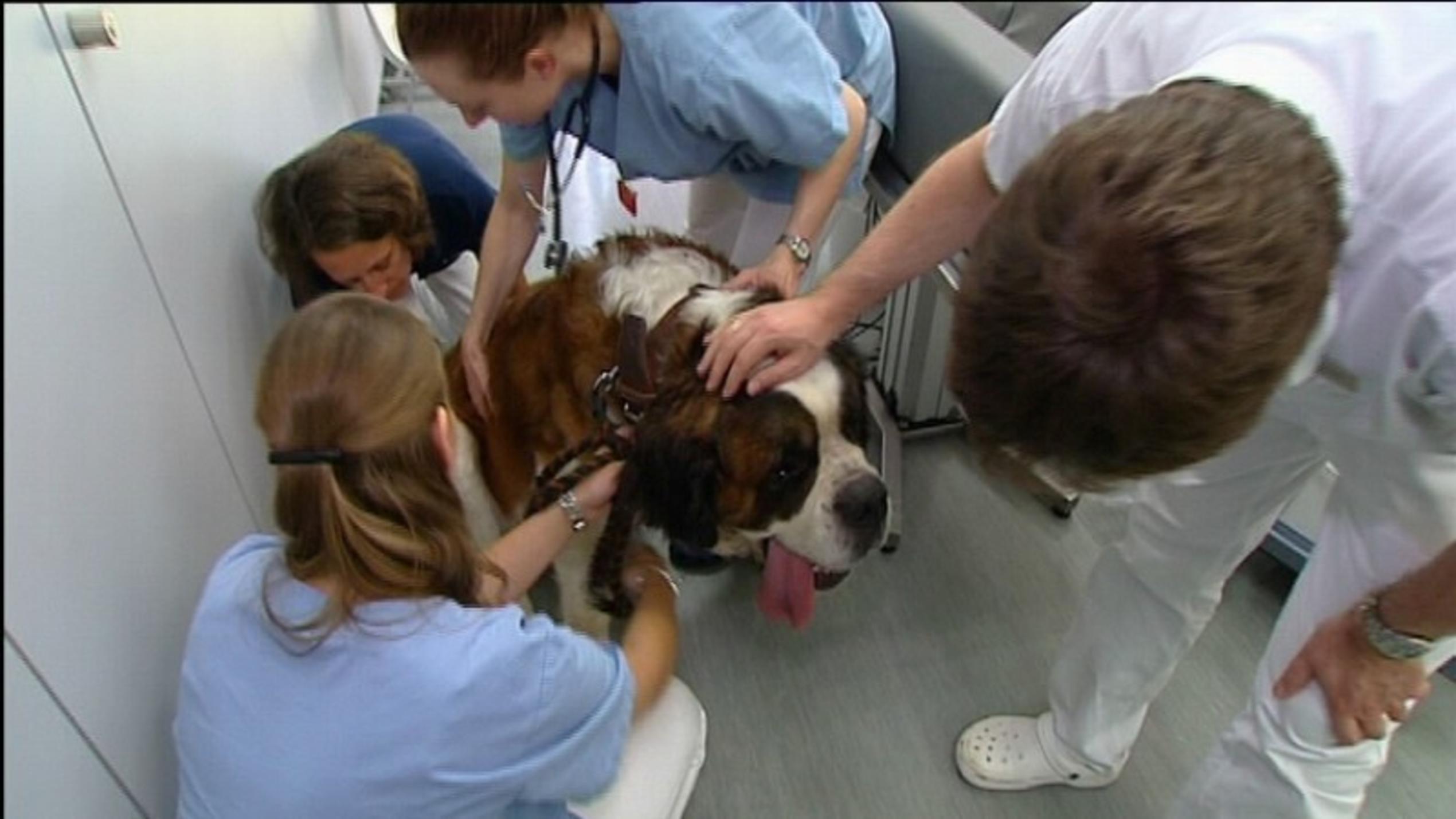 Tierklinik Ismaning Foto: VOX/VP