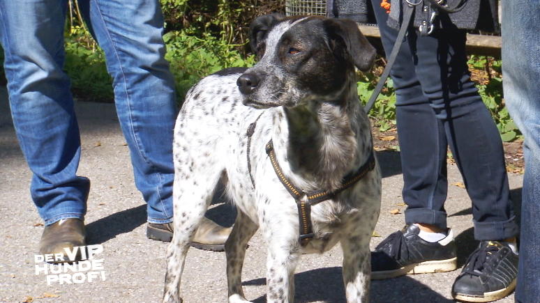Der V.I.P. Hundeprofi: Götz Otto kann mit Hündin Lotte endlich in Ruhe spazieren gehen Der V.I.P. Hundeprofi: Götz Ottos Mischlingshündin Lotte ist ausgeglichen und entspannt.
