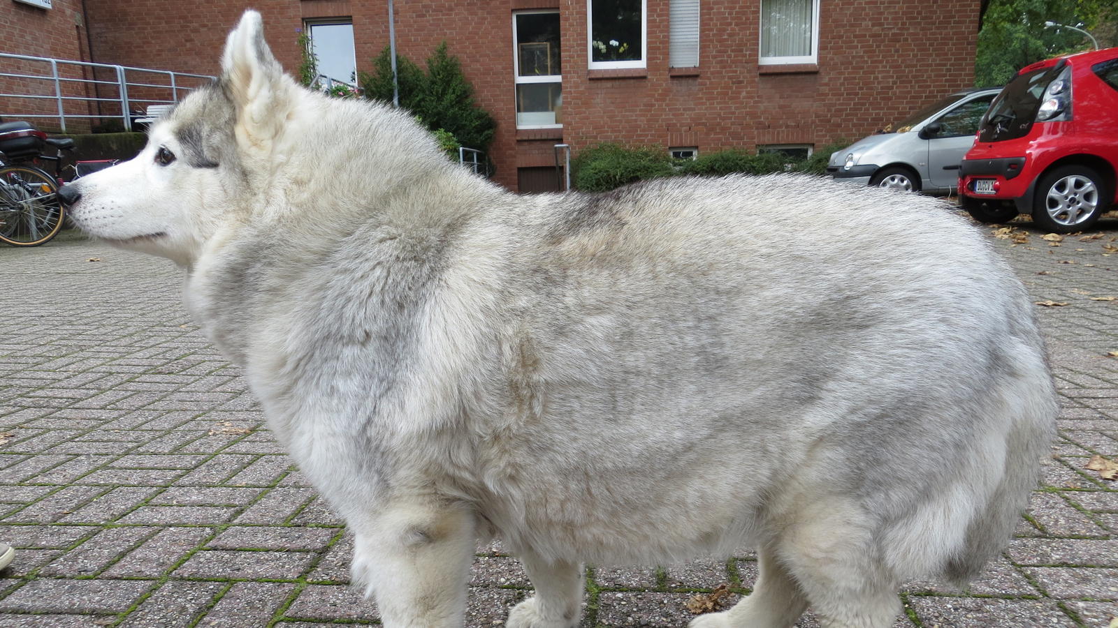 hundkatzemaus: So nimmt mein Tier gesund ab hundkatzemaus: Gesundes Abnehmen ist wichtig