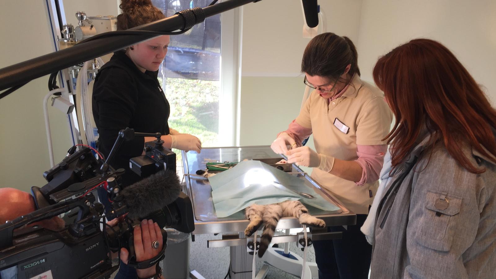 hundkatzemaus: Reporterin Diana Eichhorn geht auf Katzenjagd hundkatzemaus: Reporterin Diana Eichhorn schaut der Tierärztin bei der Kastration über die Schultern.