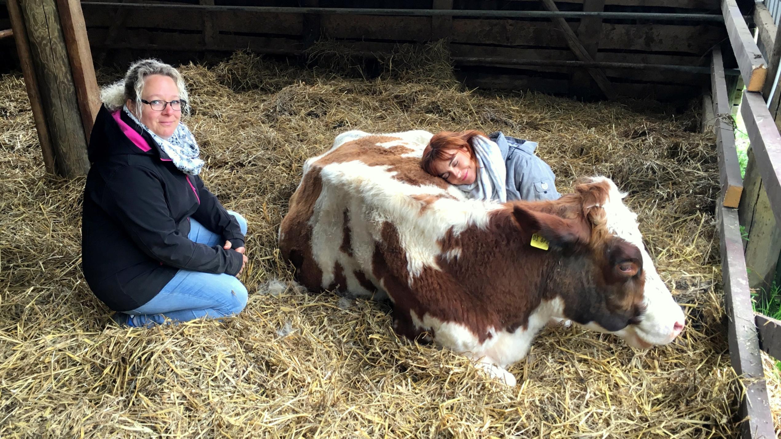 hundkatzemaus: Diana Eichhorn kuschelt mit einer Kuh hundkatzemaus-Reporterin Diana Eichhorn testet das Kuh-Kuscheln