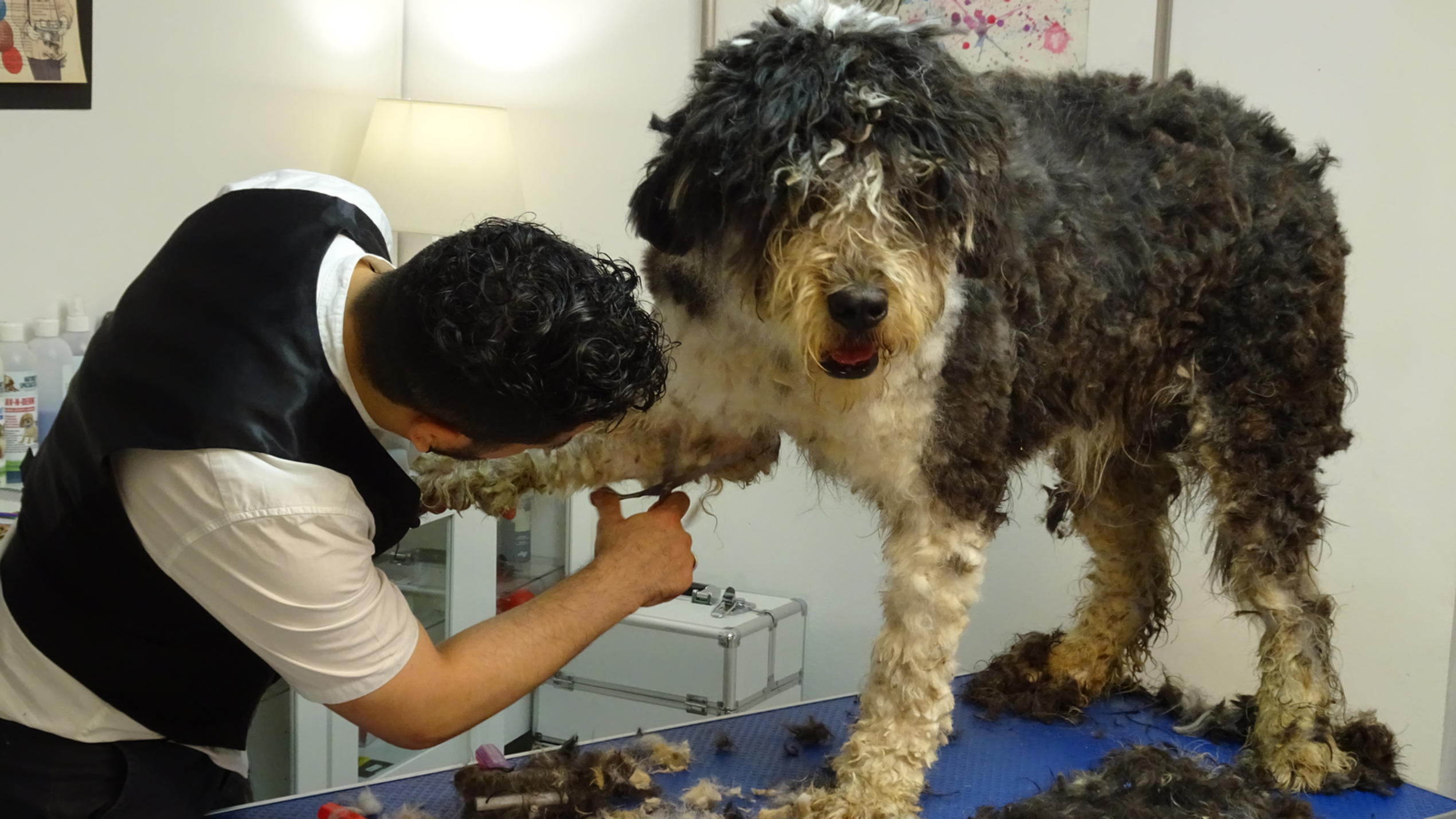 hundkatzemaus: Zwei Tierheimhunde werden aufgehübscht Einfach schön: Hundefriseur Francisco de Vasconcellos kümmert sich um Mischling Berik